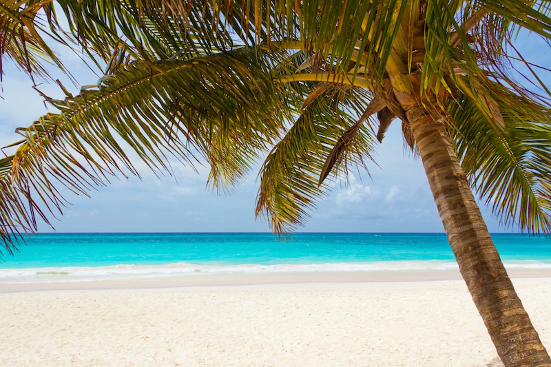 Beautiful beach and palm tree.