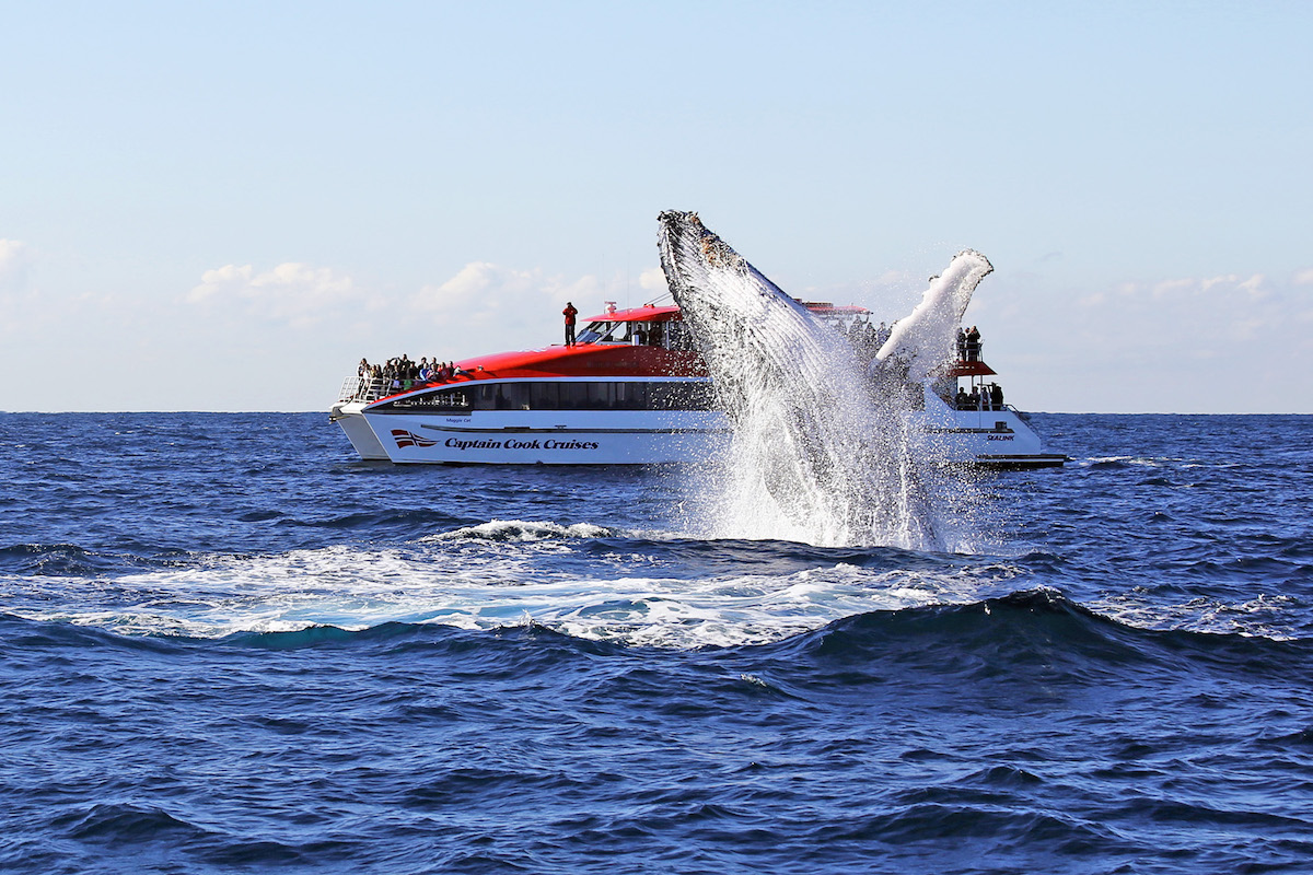 Captain Cook Whale Watching Cruise