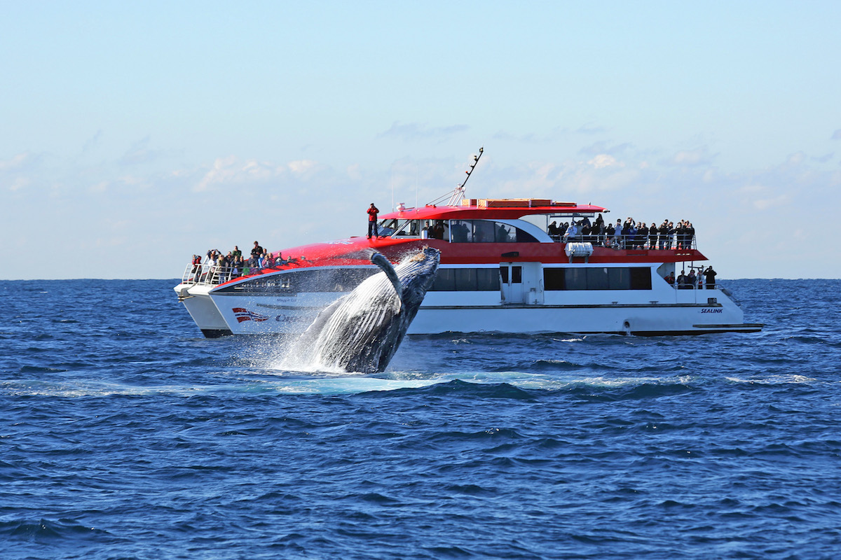 Captain Cook Whale Watching Cruise
