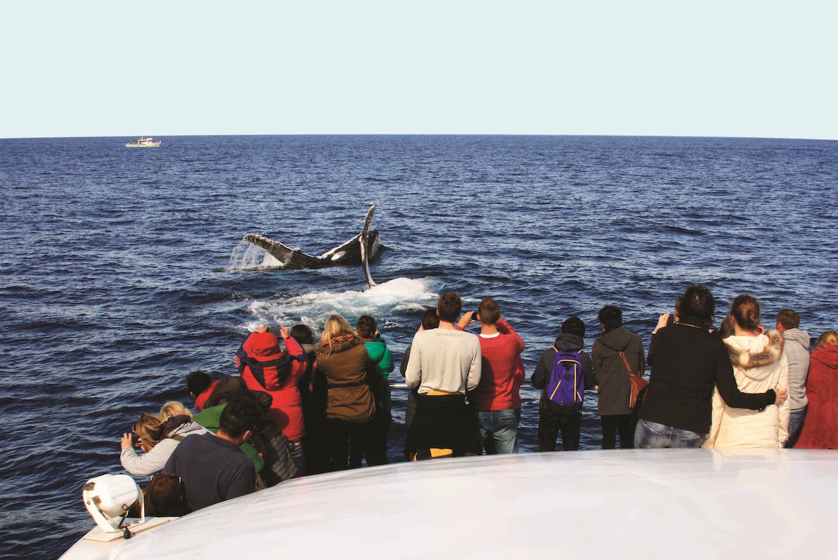 Captain Cook Whale Watching Cruise