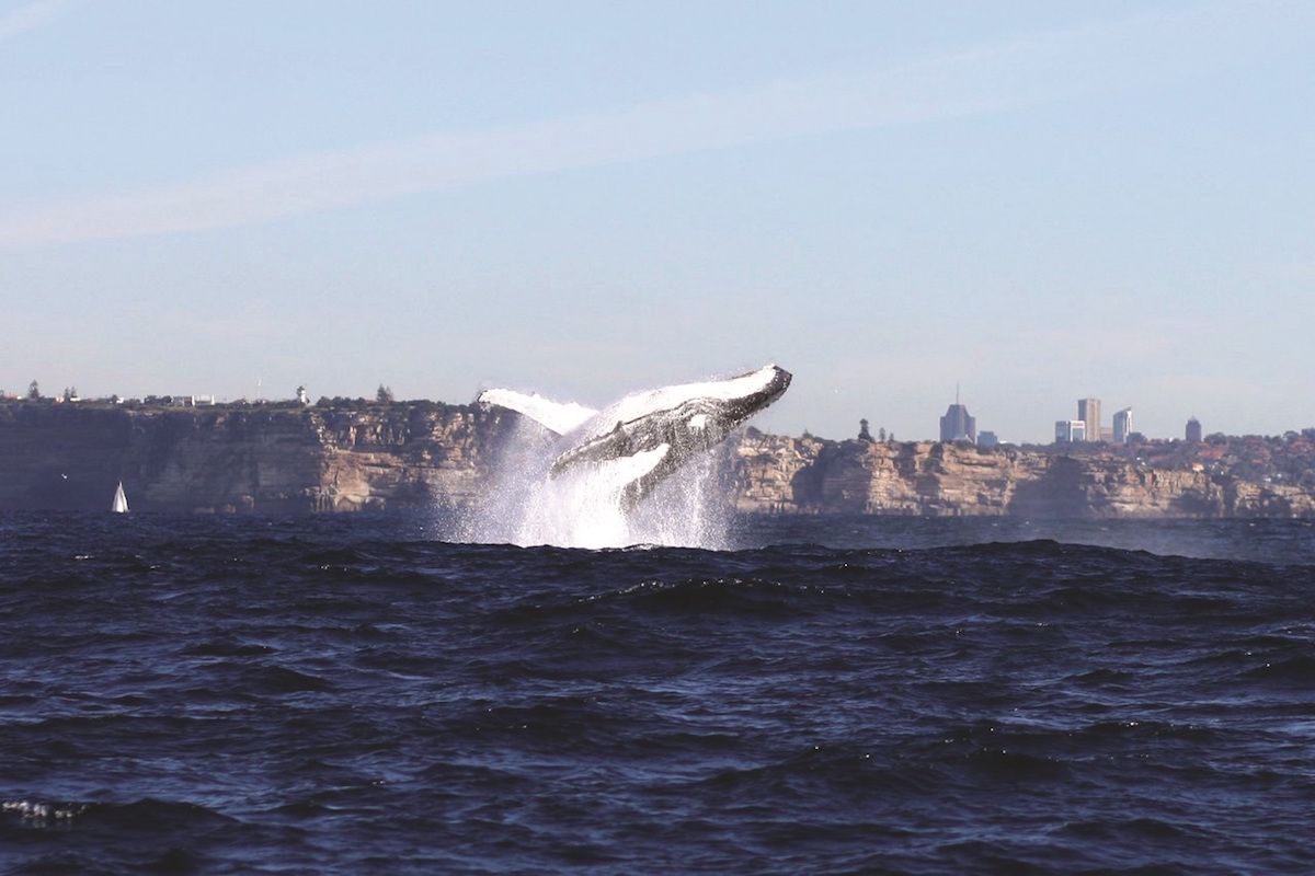 Captain Cook Whale Watching Cruise