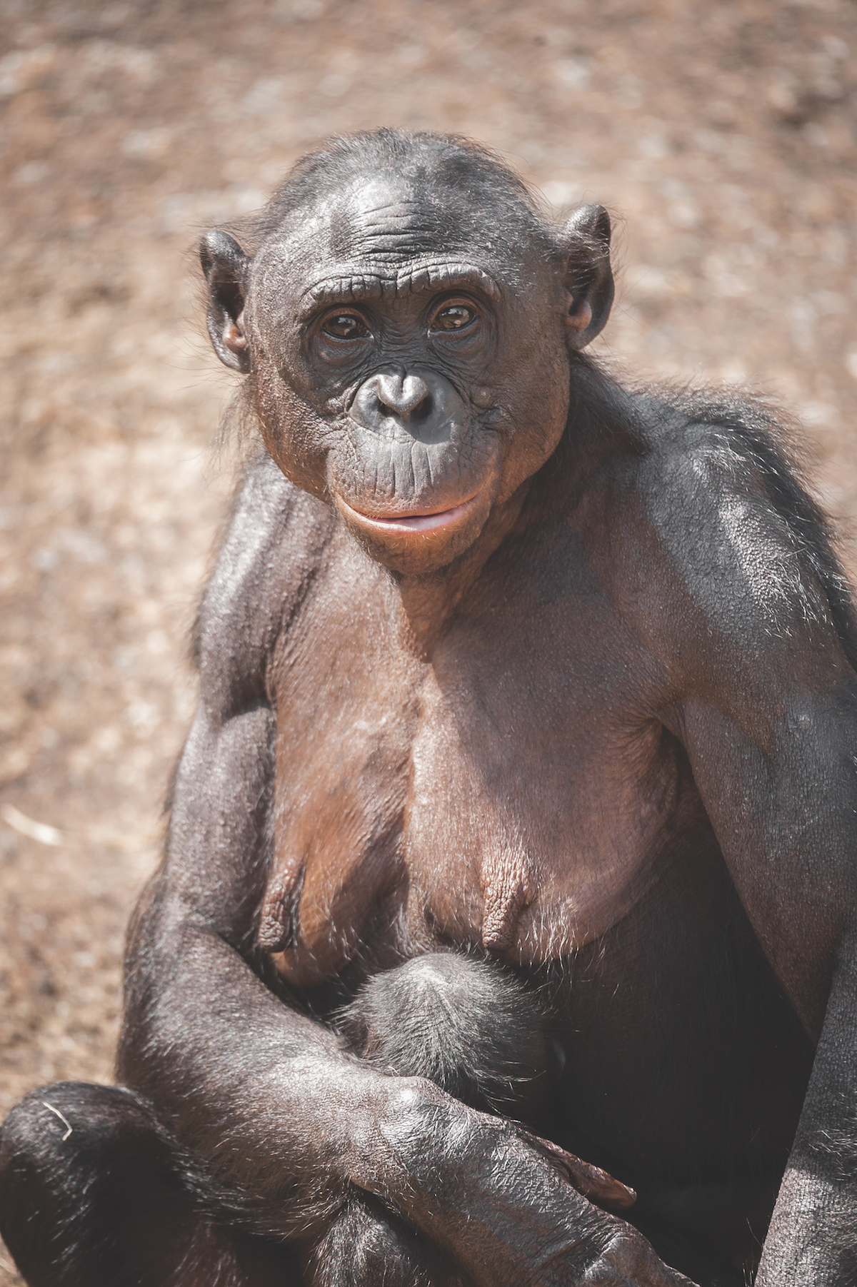 Antwerp Zoo Society