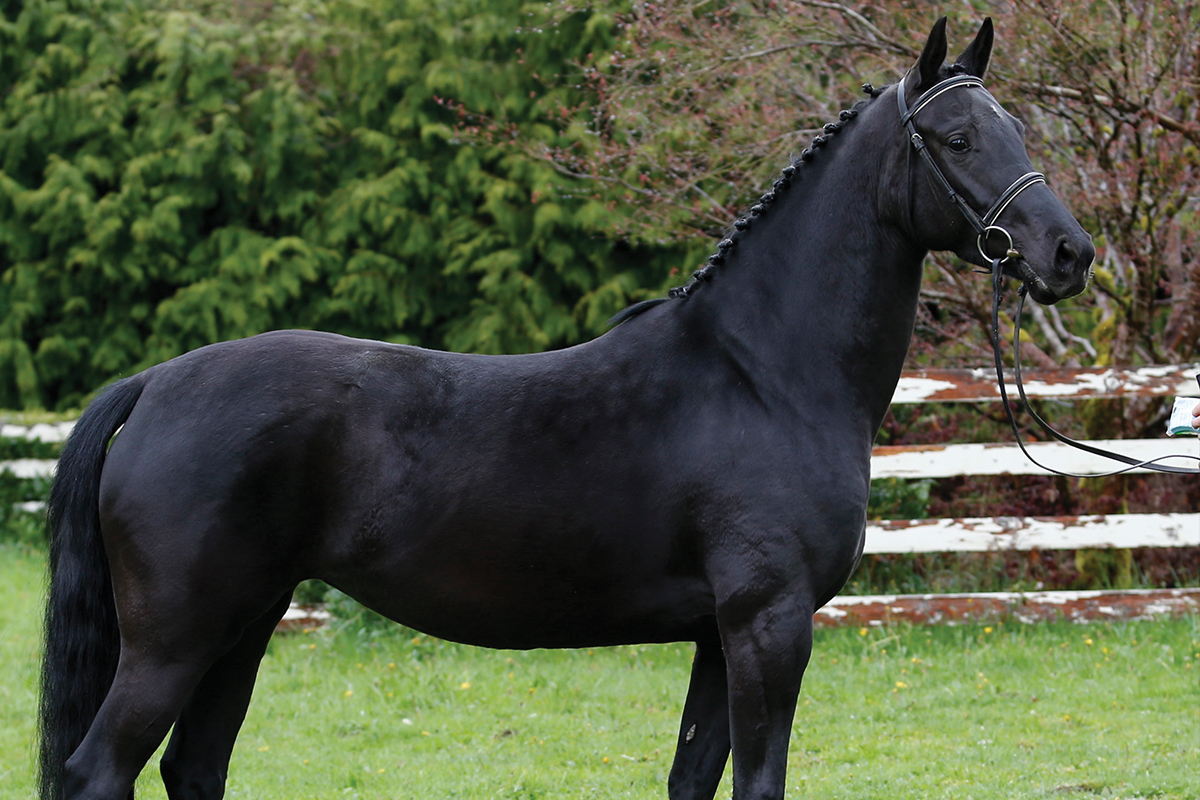 Black Dutch Warmblood stallion Totilas