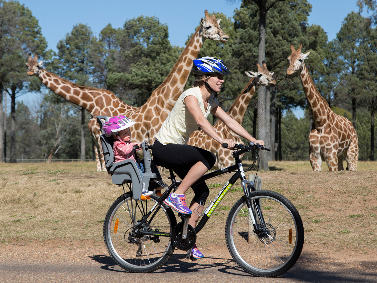 Bike riding pass giraffe