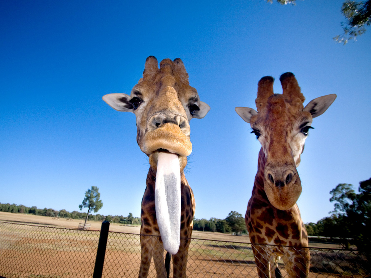 playful giraffes