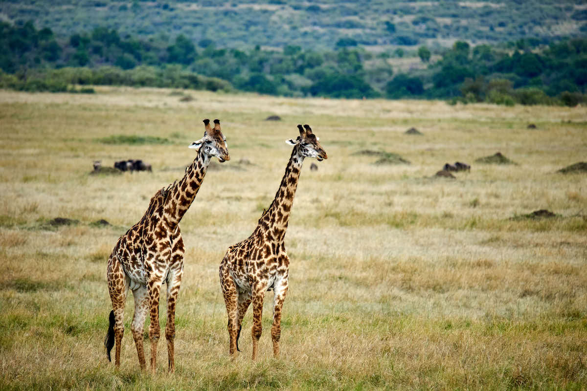 Giraffes in the Masaai Mara