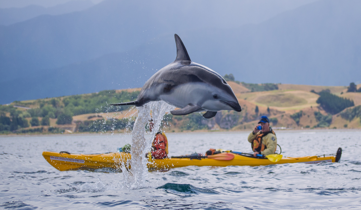 Kiakoura kayaking dolphin