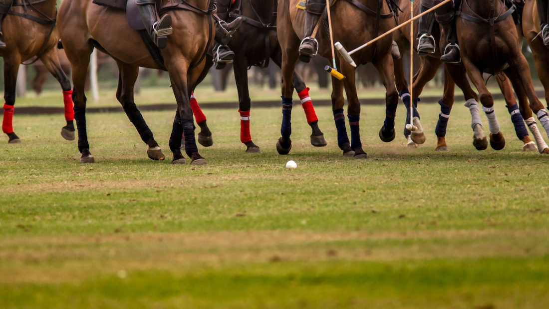 Low Section Of People And Horse At Polo Sport
