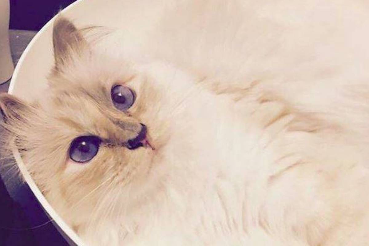 Choupette To Inherit Millions From Chanel Designer Karl Lagerfeld