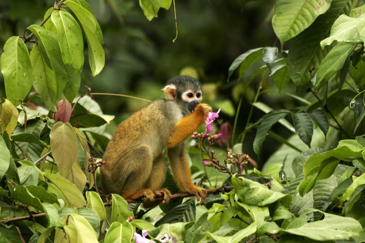 Amazon squirrel monkey