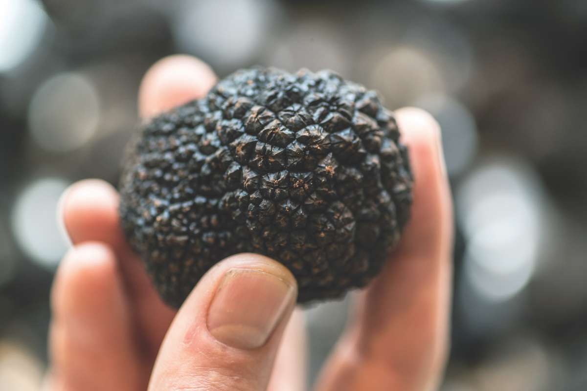 Holding truffles