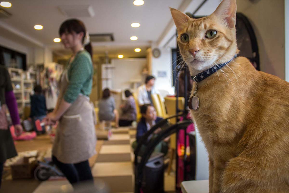 Cat cafe