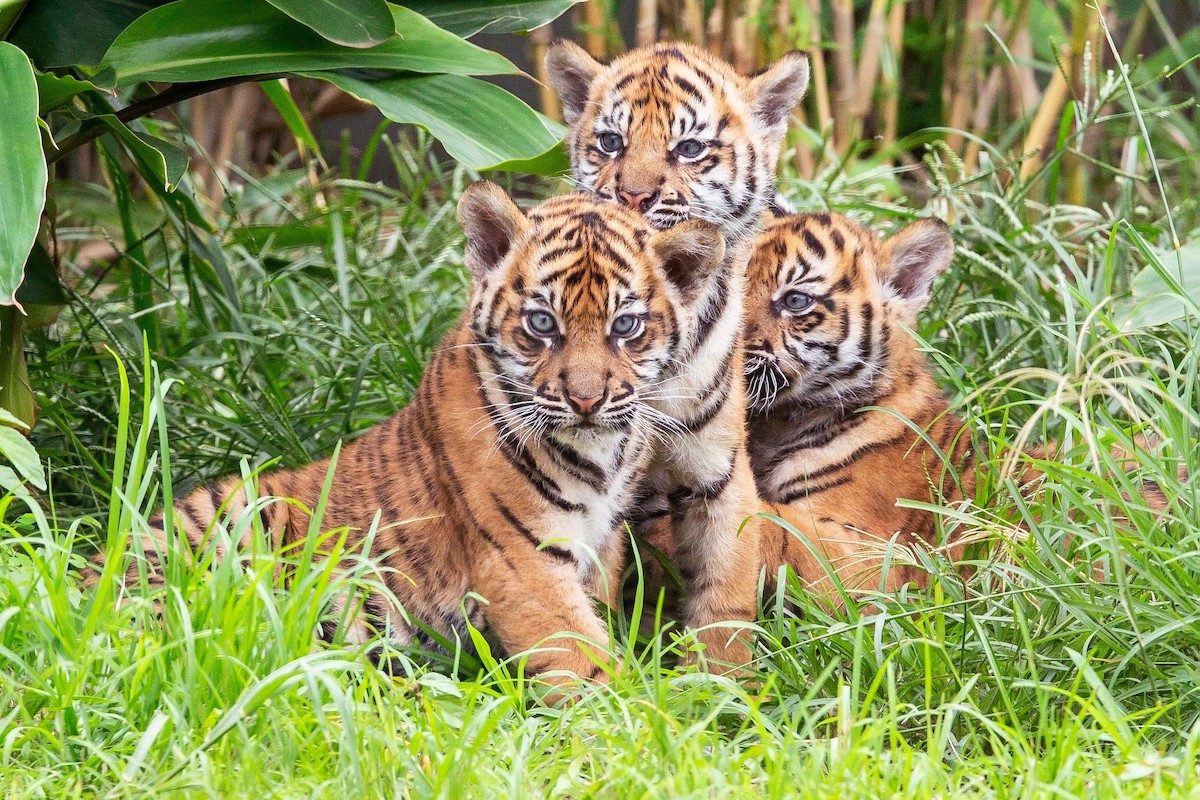 Sumatran Tiger cubs
