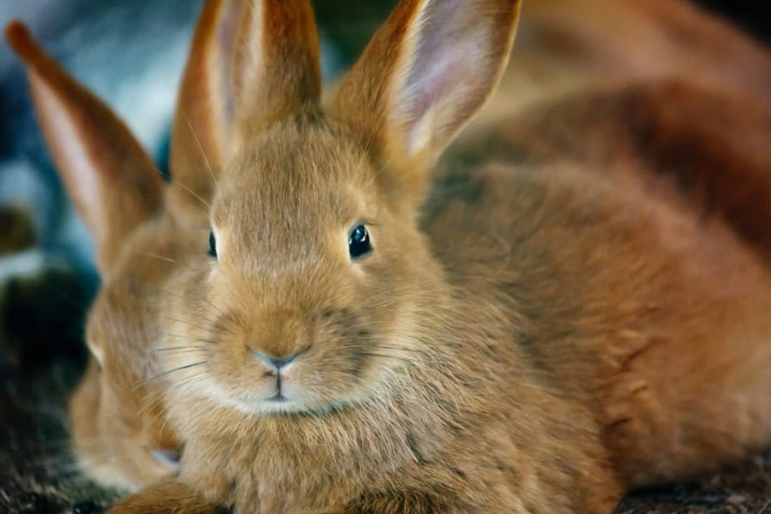 cruelty-free Cruelty-free beauty companies will soon be able to enter China