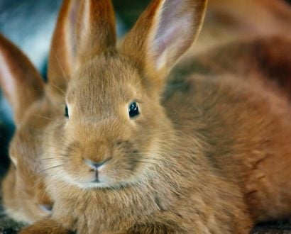 Cruelty-free beauty companies will soon be able to enter China