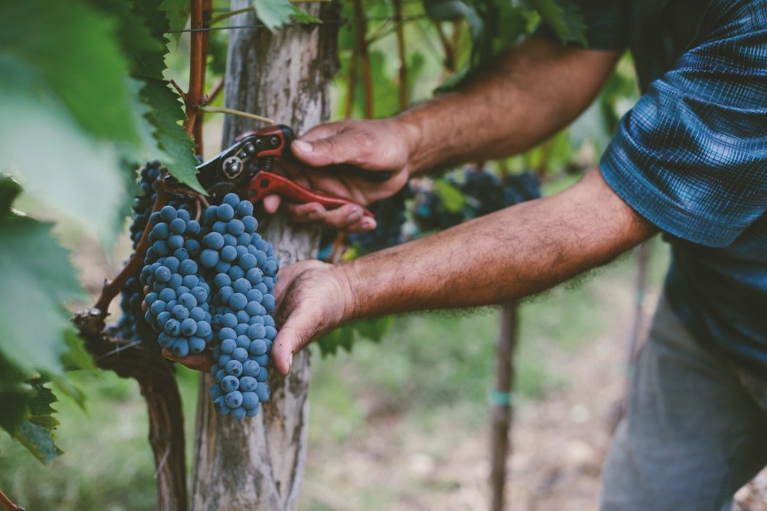 Mans hands harvesting grapes from vine natural Mans hands harvesting grapes from vine