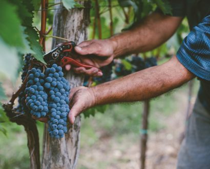 natural Mans hands harvesting grapes from vine