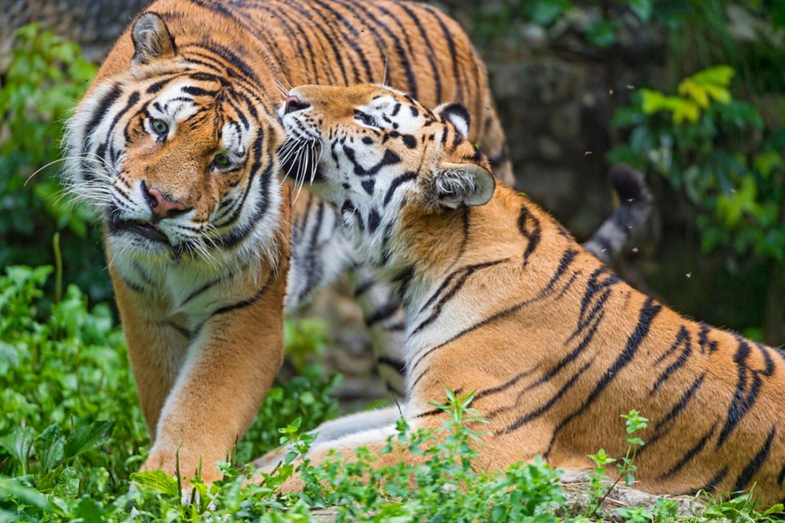 tigers Biodiversity risks