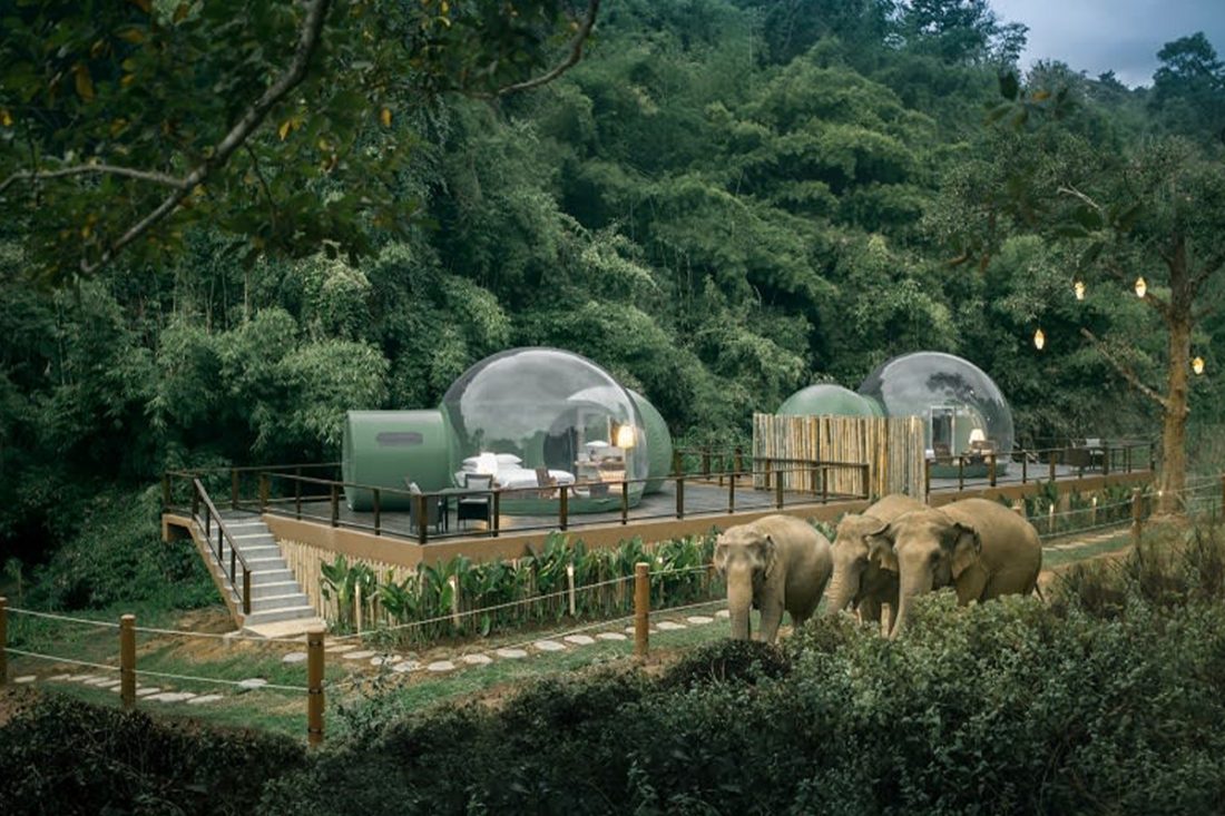 elephant-bubble-3 Elephants jungle bubble hotel Thailand