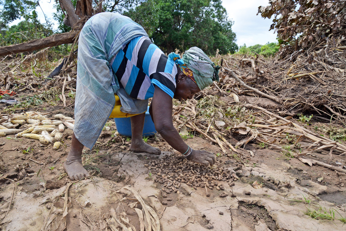 Woman collects crops in Mozambique