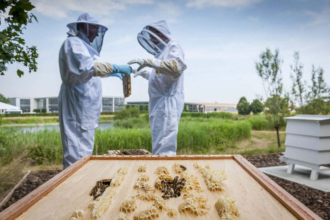 rolls-royce-honey-bees Rolls-Royce honey bees