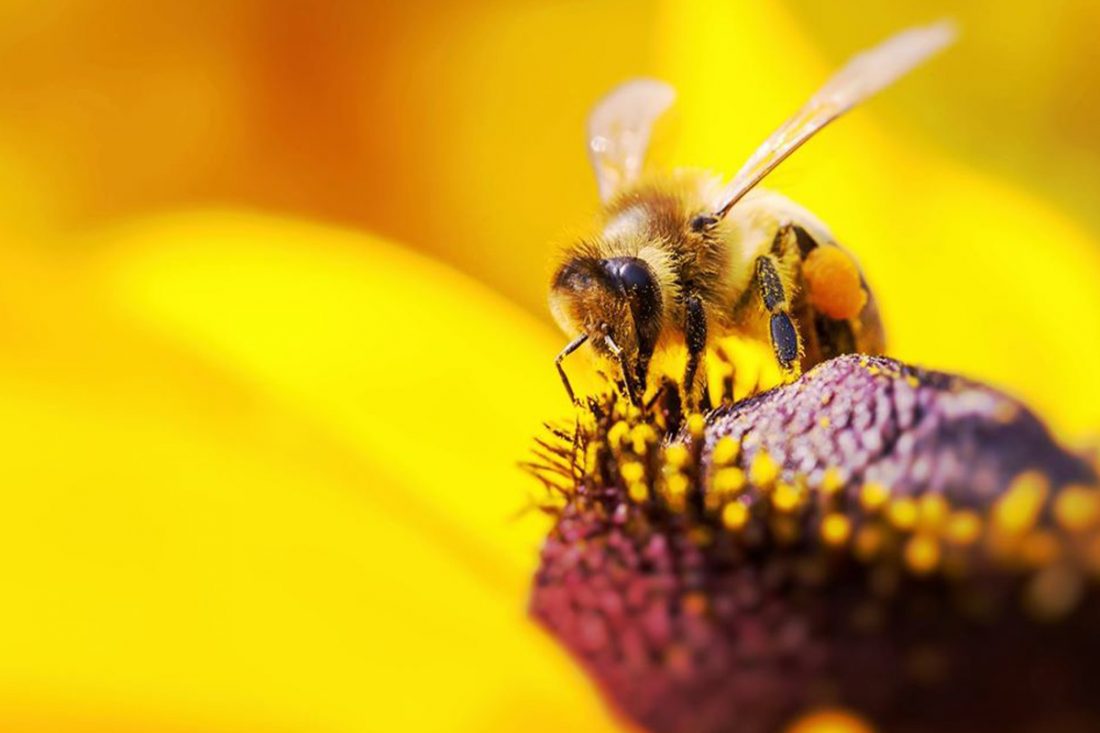 image:UNESCO Facebook LVMH partners with UNESCO to save environment