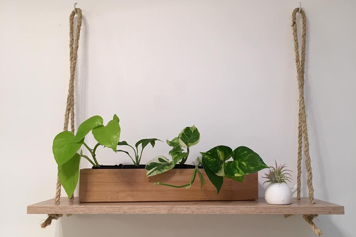 Office indoor plants 