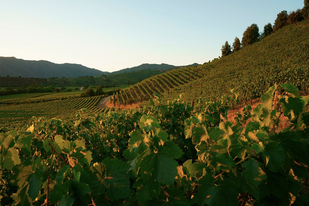 best vineyards