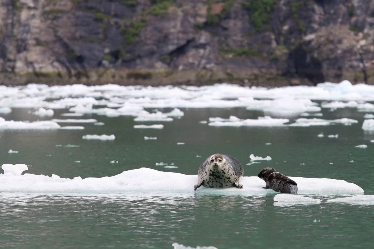 Seals are one of Alaska's wildlife gems