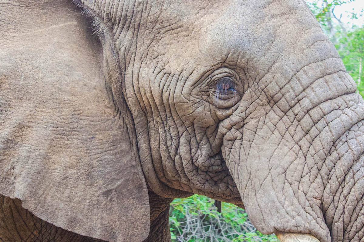 Elephant on South African Safari