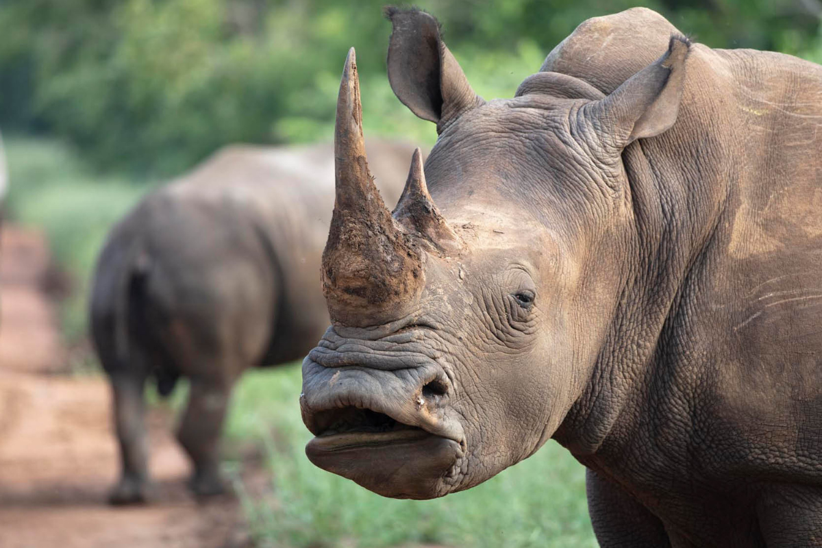 A Rhino on South African Safari