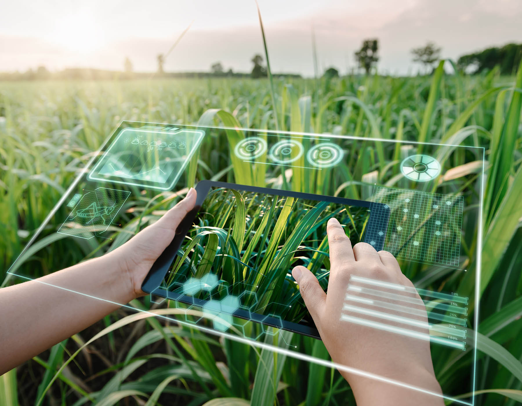 sustainable agriculture